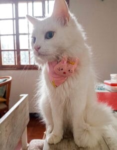 Gata Nube Felinova