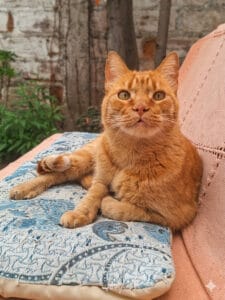 Gato Ulises Felinova